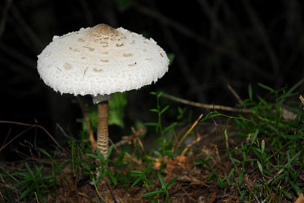 Valle del torrente Ardo, Val de l'Art, monte Schiara, Belluno