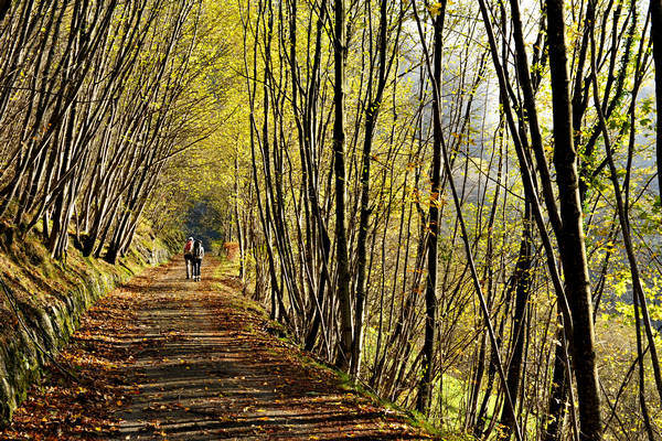 Le Gene Gena Alta Gena Media, Monti del Sole nella valle del Mis, Sospirolo