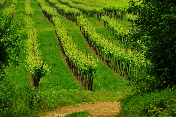 Arcugnano, passeggiata Sant'Agostino Zanchi Perarolo Salve Regina Valmarana