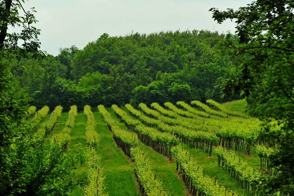 Arcugnano, passeggiata Sant'Agostino Zanchi Perarolo Salve Regina Valmarana