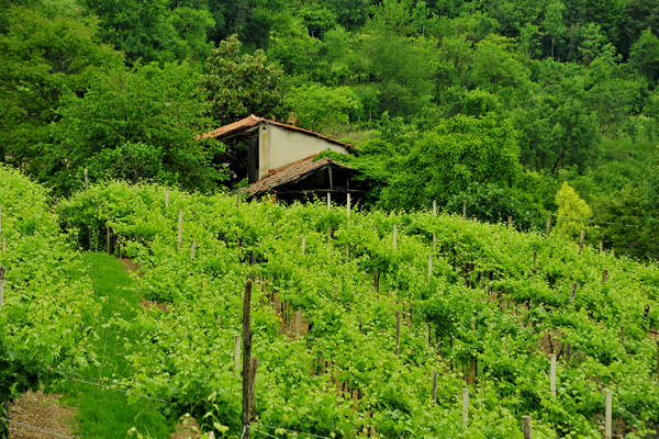 Arcugnano, passeggiata Sant'Agostino Zanchi Perarolo Salve Regina Valmarana