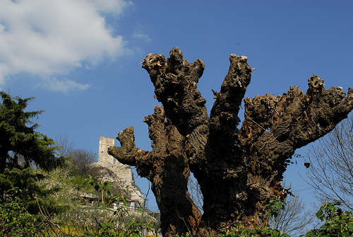 Brendola - Monte Comunale e Rocca dei Vescovi
