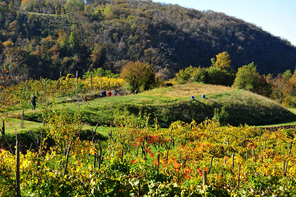 Brendola, passeggiata Agriturismo Da Bedin, Perarolo, San Gottardo