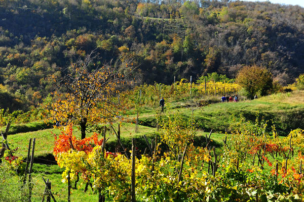 Brendola, passeggiata Agriturismo Da Bedin, Perarolo, San Gottardo