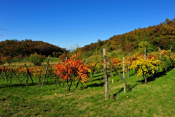 Brendola, passeggiata Agriturismo Da Bedin, Perarolo, San Gottardo