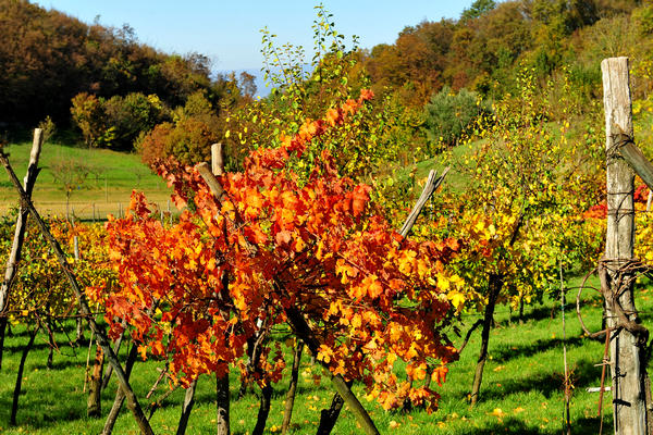 Brendola, passeggiata Agriturismo Da Bedin, Perarolo, San Gottardo
