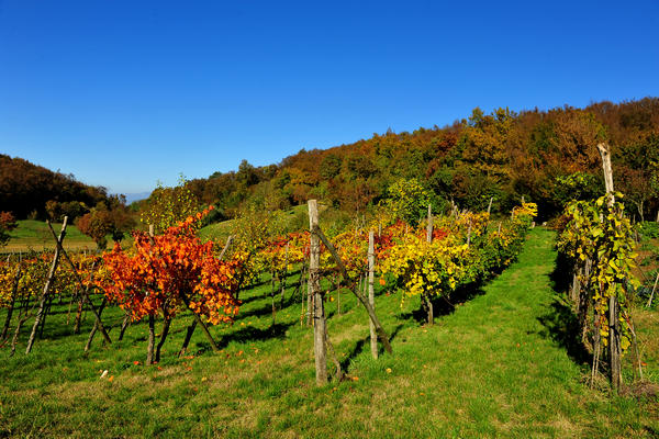 Brendola, passeggiata Agriturismo Da Bedin, Perarolo, San Gottardo