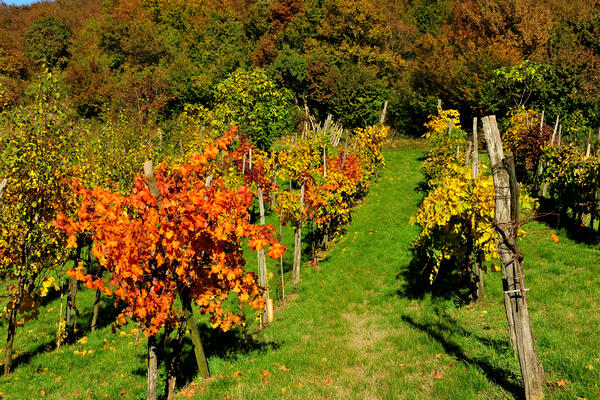 Brendola, passeggiata Agriturismo Da Bedin, Perarolo, San Gottardo