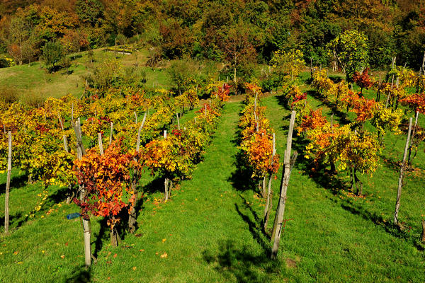 Brendola, passeggiata Agriturismo Da Bedin, Perarolo, San Gottardo