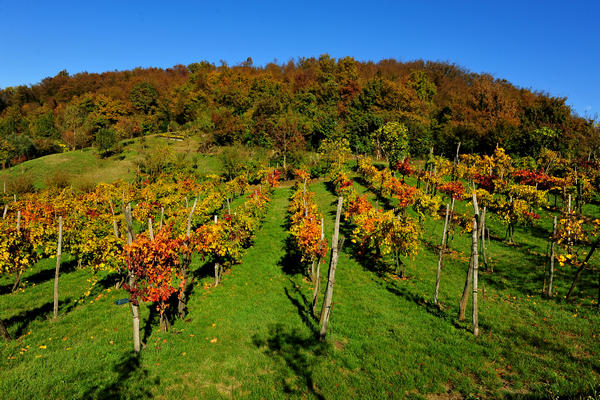 Brendola, passeggiata Agriturismo Da Bedin, Perarolo, San Gottardo