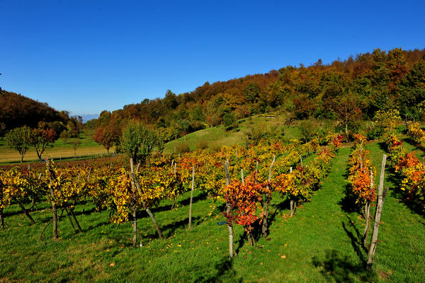 Brendola, passeggiata Agriturismo Da Bedin, Perarolo, San Gottardo