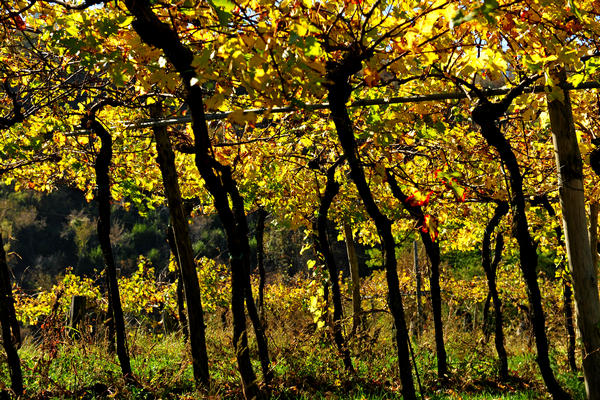 Brendola, passeggiata Agriturismo Da Bedin, Perarolo, San Gottardo