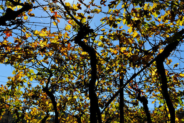Brendola, passeggiata Agriturismo Da Bedin, Perarolo, San Gottardo