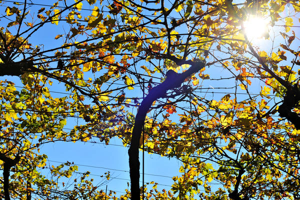 Brendola, passeggiata Agriturismo Da Bedin, Perarolo, San Gottardo