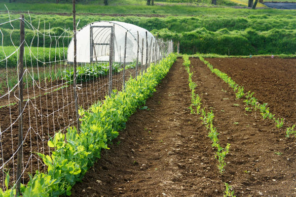 Monti Berici Val Liona - passeggiata Pederiva Monte Faeo Lupia e Casotti di San Germano dei Berici