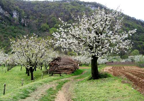 Lumignano di Longare, riviera Berica Colli Berici, Vicenza