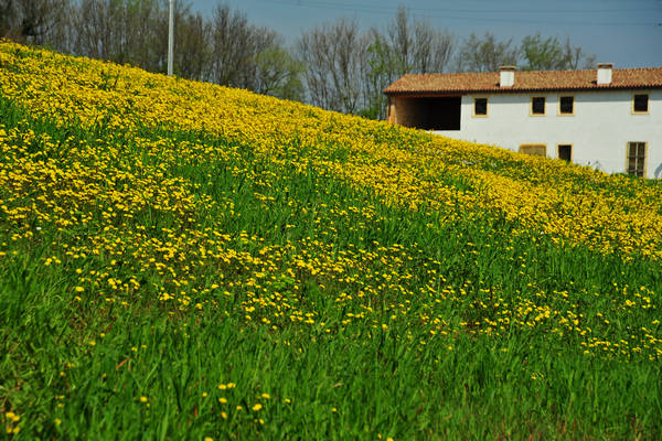 Orgiano, Botteghino-Monticello, Valle dei Mulini, Alonte