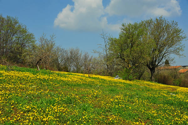 Orgiano, Botteghino-Monticello, Valle dei Mulini, Alonte