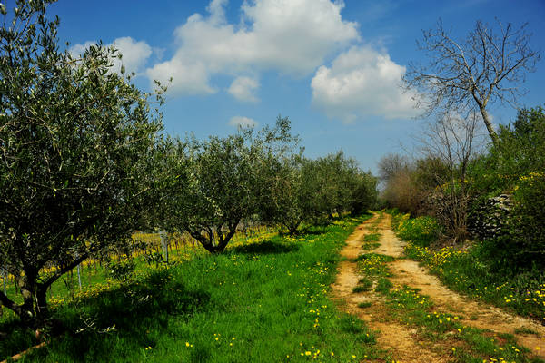Orgiano, Botteghino-Monticello, Valle dei Mulini, Alonte