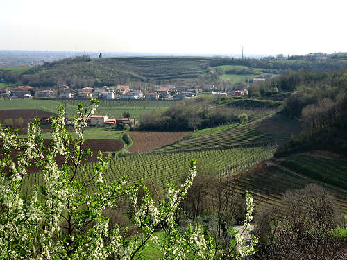 Riviera Berica - Strada dei Vini dei Colli Berici