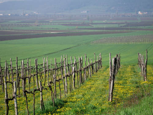 Riviera Berica orientale - Monti Berici, Vicenza