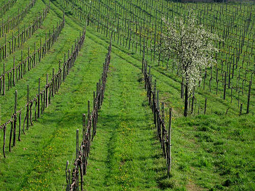 Riviera Berica orientale - Monti Berici, Vicenza