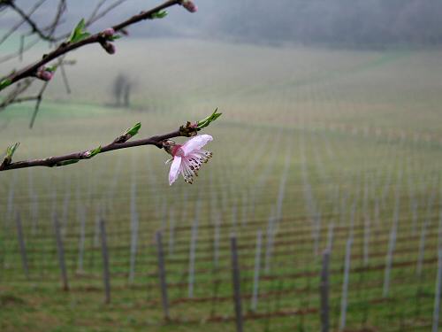 Chiesetta San Lorenzo a Villa del Ferro San Germano dei Berici