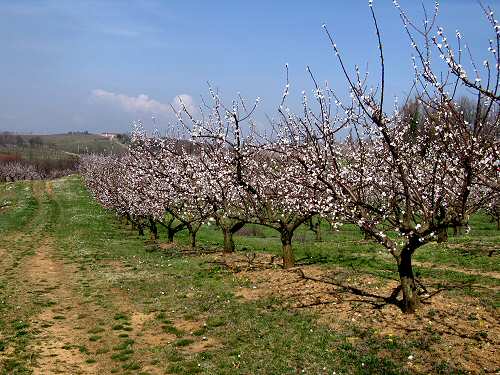 San Germano - Monti Berici - Vicenza