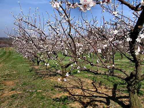 San Germano - Monti Berici - Vicenza