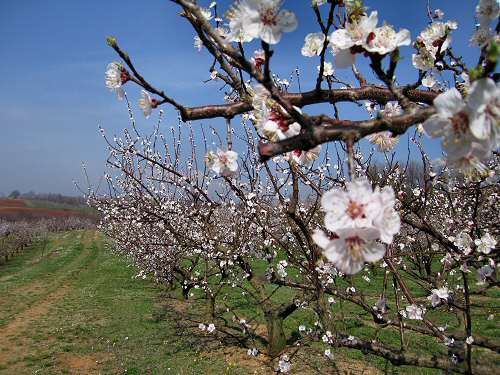San Germano - Monti Berici - Vicenza