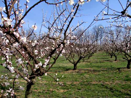 San Germano - Monti Berici - Vicenza