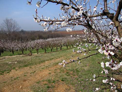 San Germano - Monti Berici - Vicenza
