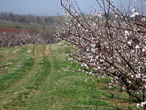 San Germano - Monti Berici - Vicenza
