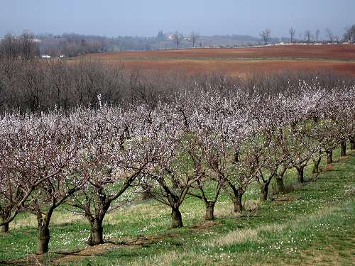San Germano - Monti Berici - Vicenza