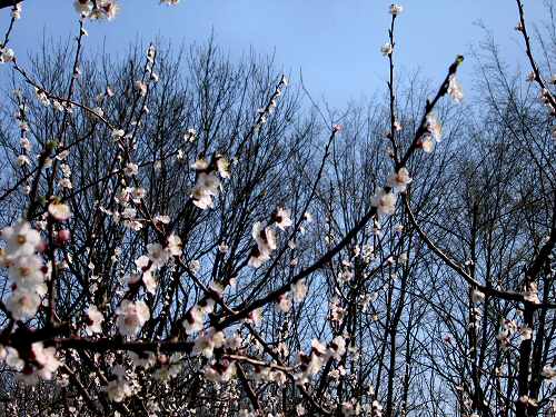 San Germano - Monti Berici - Vicenza