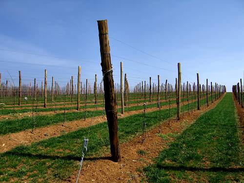 San Germano - Monti Berici - Vicenza