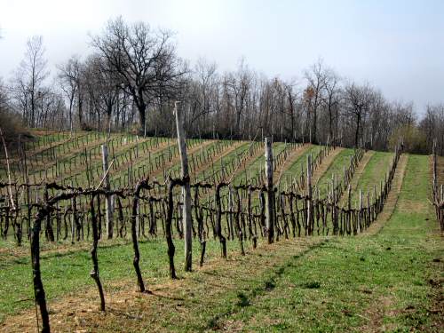 San Germano - Monti Berici - Vicenza