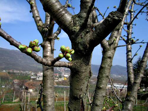 San Germano - Monti Berici - Vicenza