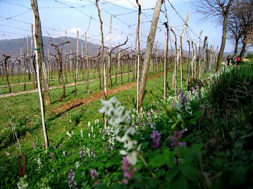 San Germano - Monti Berici - Vicenza