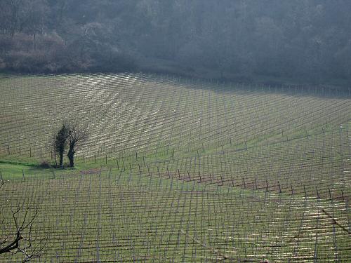 San Germano - Monti Berici - Vicenza