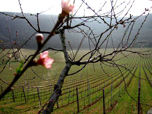 San Germano - Monti Berici - Vicenza