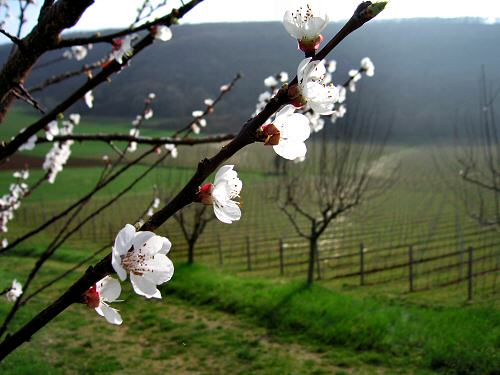 San Germano - Monti Berici - Vicenza