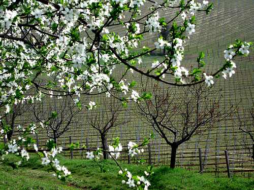 San Germano - Monti Berici - Vicenza