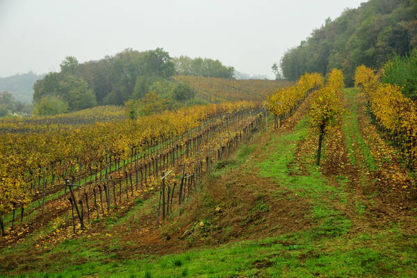 vigneti e colori d'autunno nelle colline di Sarego, monti Berici