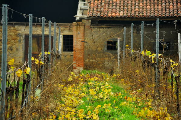 vigneti e colori d'autunno nelle colline di Sarego, monti Berici