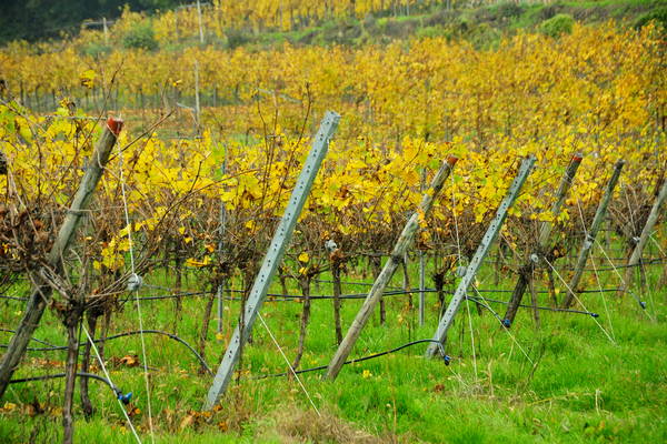 vigneti e colori d'autunno nelle colline di Sarego, monti Berici