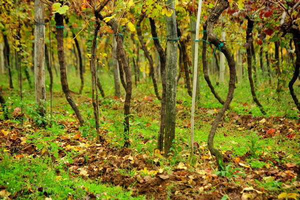 vigneti e colori d'autunno nelle colline di Sarego, monti Berici