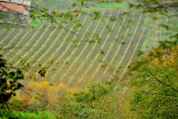 vigneti e colori d'autunno nelle colline di Sarego, monti Berici