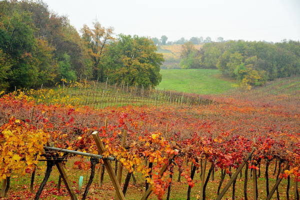 vigneti e colori d'autunno nelle colline di Sarego, monti Berici