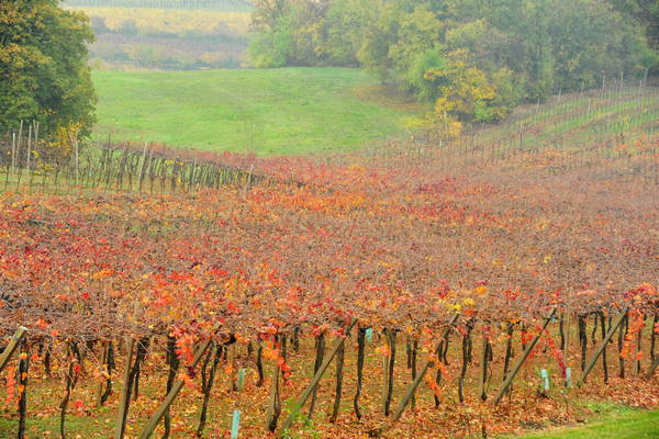 vigneti e colori d'autunno nelle colline di Sarego, monti Berici